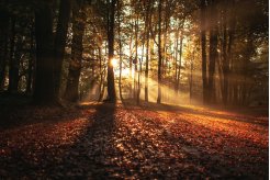 Lumière traversant les arbres de la forêt