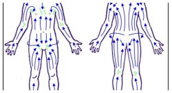 Sens à respecter du brossage à sec, celui du système lymphatique