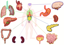 Illustration des organes du corps humain