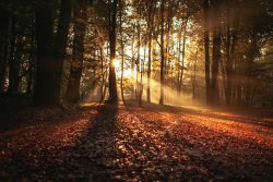 Lumière traversant les arbres de la forêt