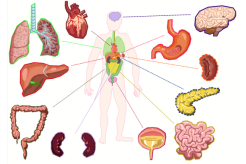Illustration des organes du corps humain